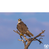 گونه شاهین بلوچی Laggar Falcon